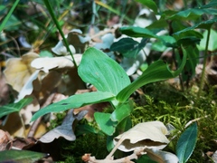 Epipactis