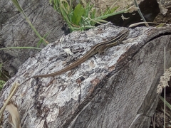 Liolaemus cyanogaster