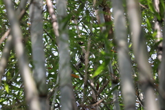 Picumnus innominatus