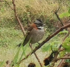 Zonotrichia capensis septentrionalis