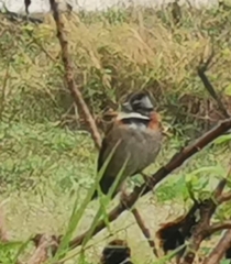 Zonotrichia capensis septentrionalis