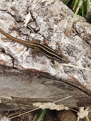 Liolaemus cyanogaster