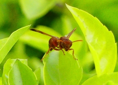 Ropalidia marginata