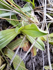Helichrysum monticola