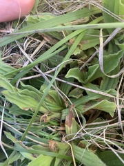 Helichrysum monticola