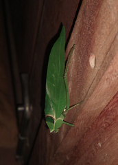 Stilpnochlora