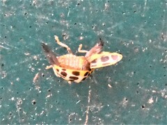 Psyllobora variegata