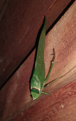 Stilpnochlora
