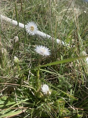 Helichrysum monticola
