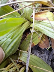 Helichrysum monticola