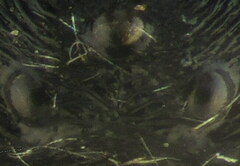 Psenulus fuscipennis