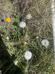 Helichrysum monticola