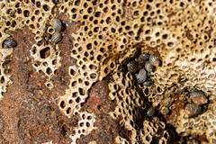 Echinolittorina punctata