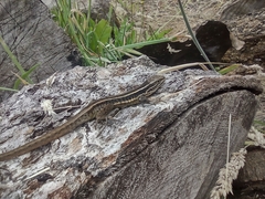 Liolaemus cyanogaster