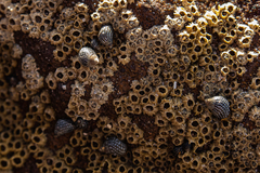 Echinolittorina punctata