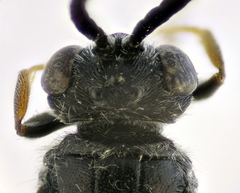 Psenulus fuscipennis