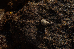 Echinolittorina punctata