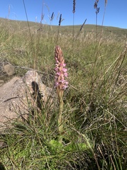 Satyrium longicauda image