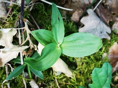 Epipactis