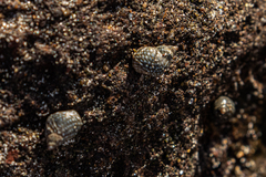 Echinolittorina punctata