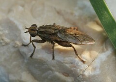 Pherbellia cinerella