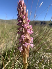 Satyrium longicauda image