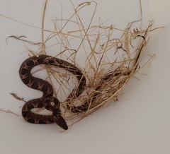 Leptodeira rhombifera