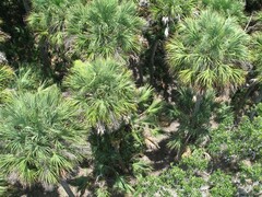 Sabal palmetto