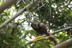 Callosciurus erythraeus