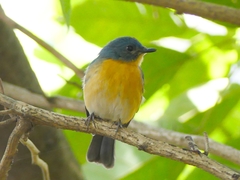 Cyornis tickelliae