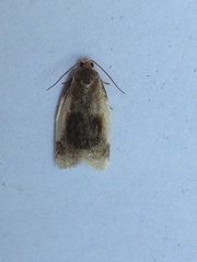 Clepsis melaleucanus