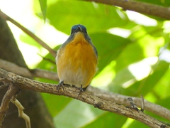 Cyornis tickelliae