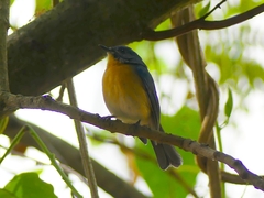 Cyornis tickelliae