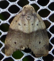 Stictane pectenicorniculum