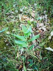 Epipactis