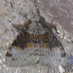 Ilema costalis