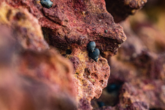 Echinolittorina punctata