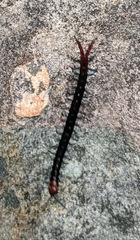 Cormocephalus nitidus