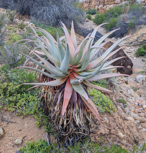 Aloe comosa, photograph 5