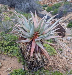Aloe comosa