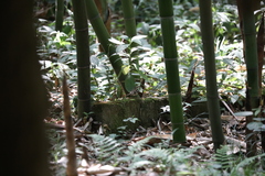 Dendronanthus indicus