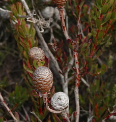 Leucadendron muirii