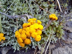 Helichrysum albirosulatum
