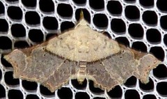 Prolophota trigonifera