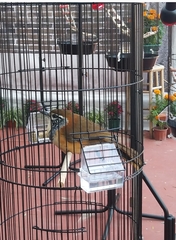 Pterorhinus pectoralis