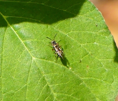Nomada furva