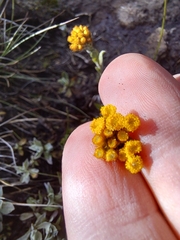 Helichrysum albirosulatum