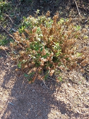 Teucrium cubense
