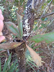 Quercus incana