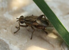 Pherbellia cinerella